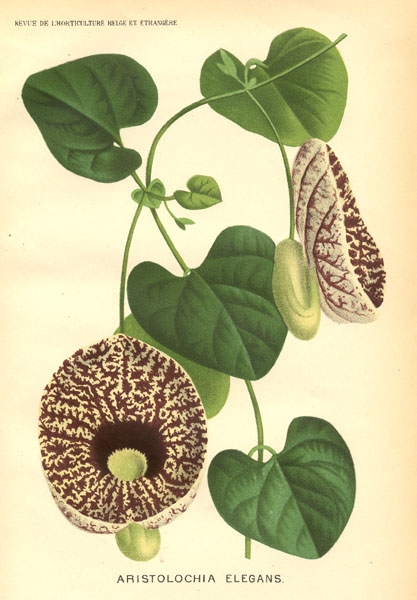 آریستولوشیا الگانس